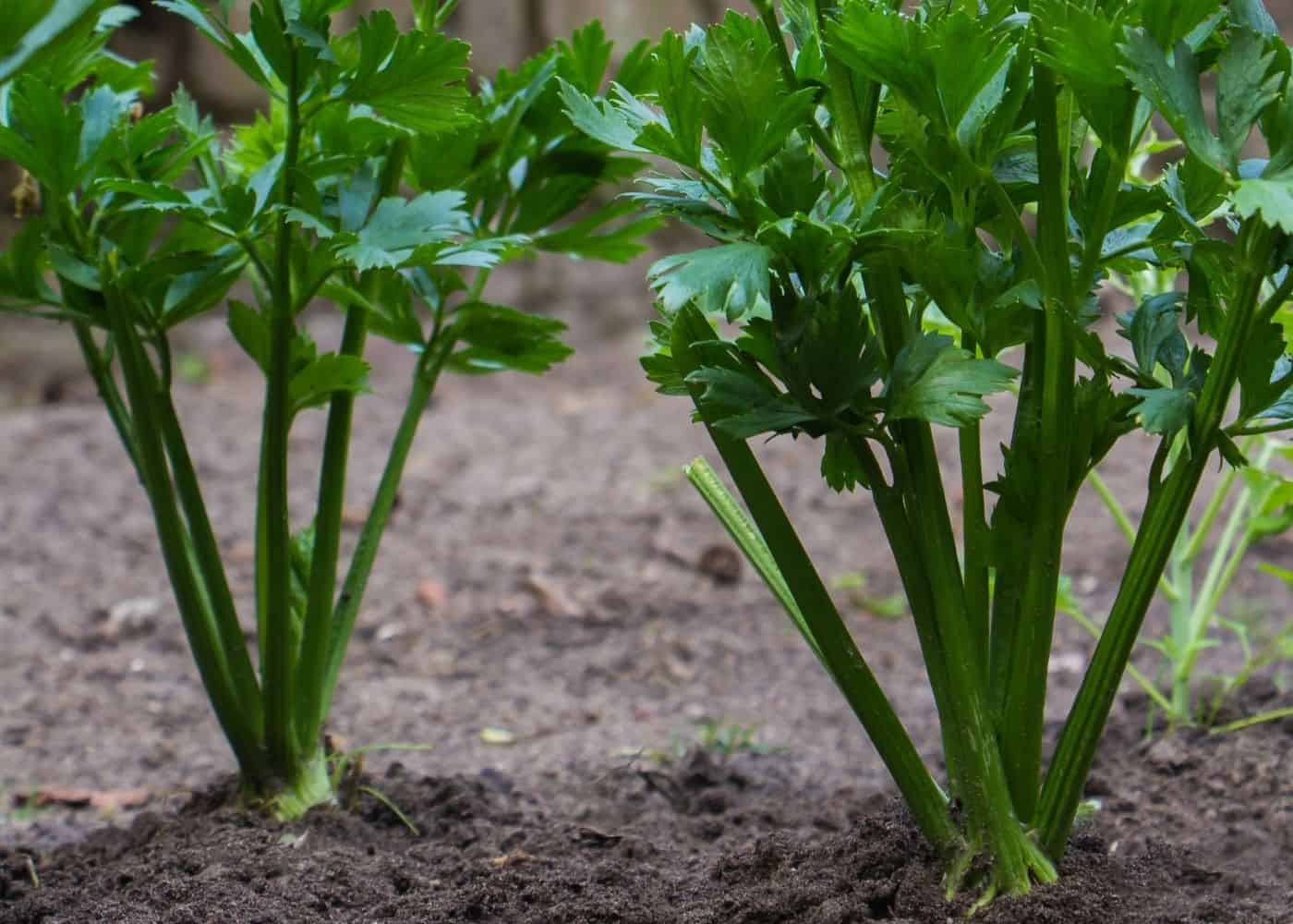 Celery - companion plants for tomatoes