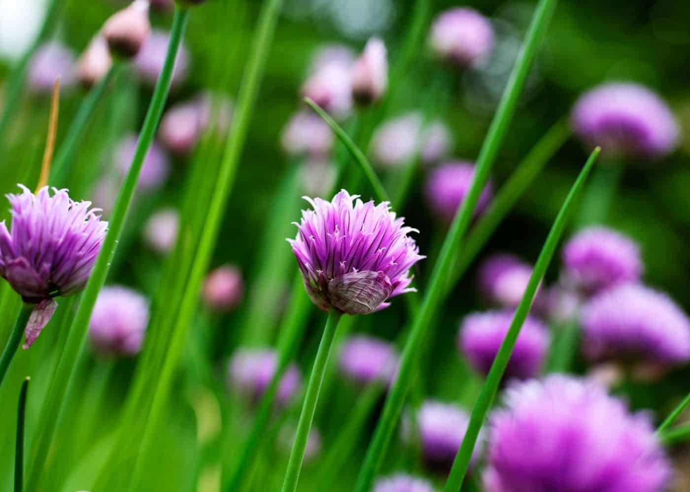 Chives - companion plants for tomatoes