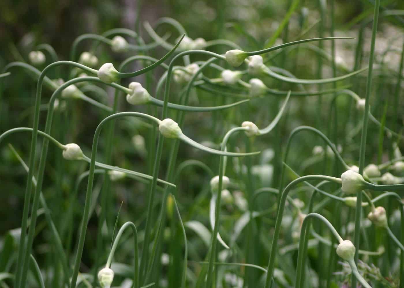 Garlic - companion plants for potatoes