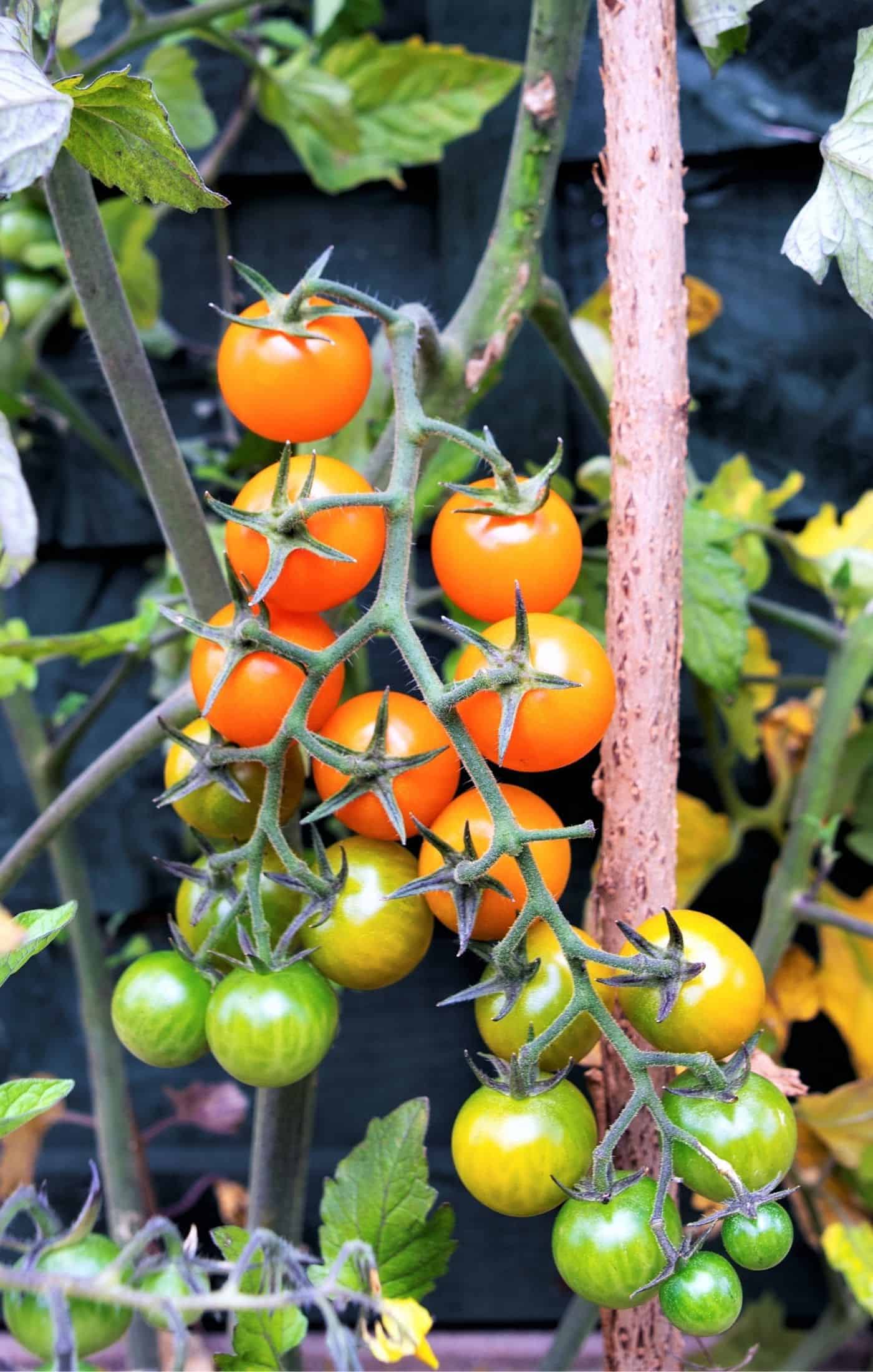 Growing Sun Sugar Tomatoes