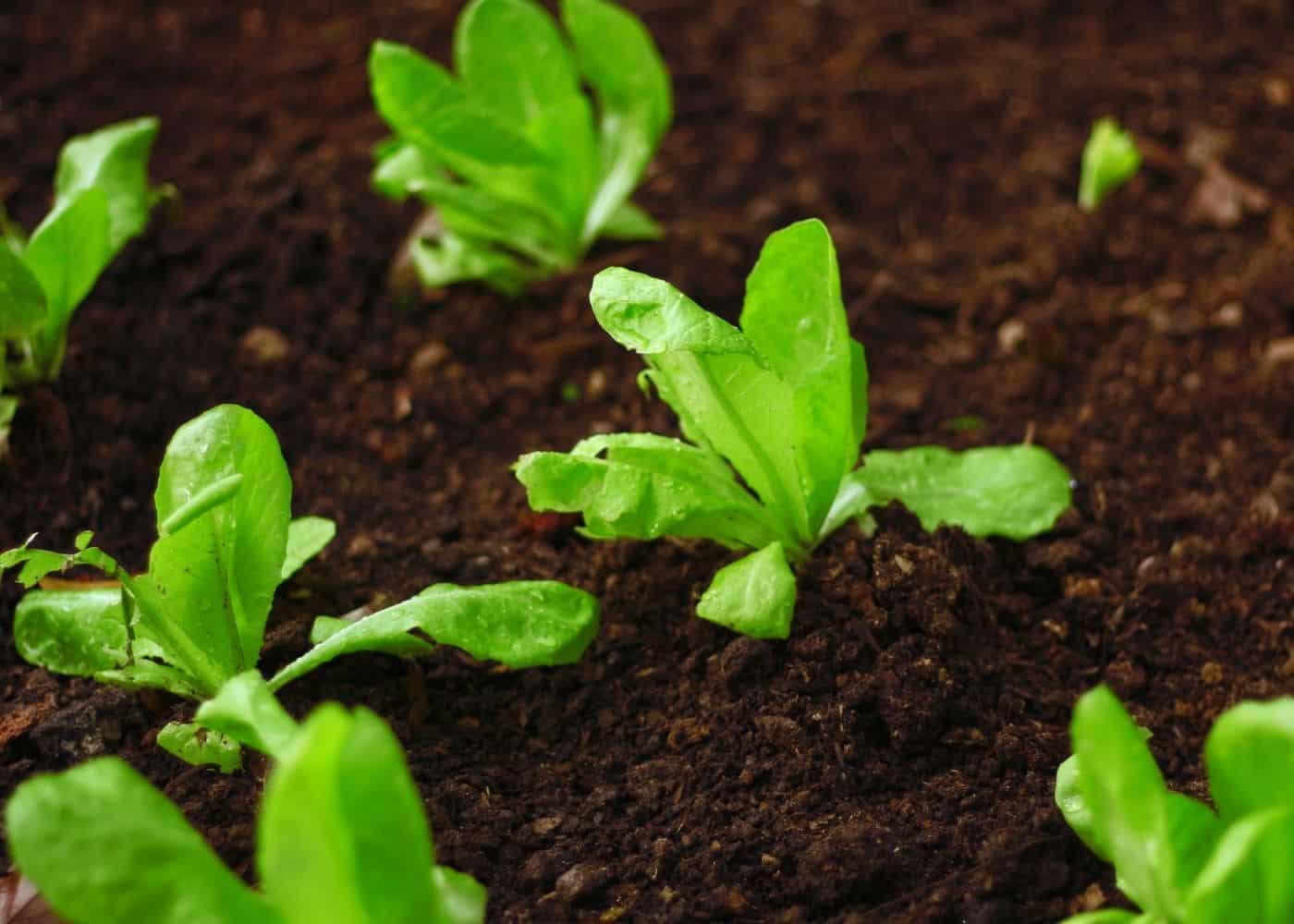 Lettuce - companion plants for potatoes