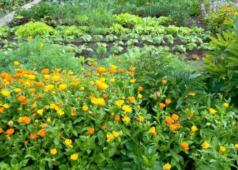 21 companion plants for tomatoes 🍅 🌼 Top choices for harmony in the garden