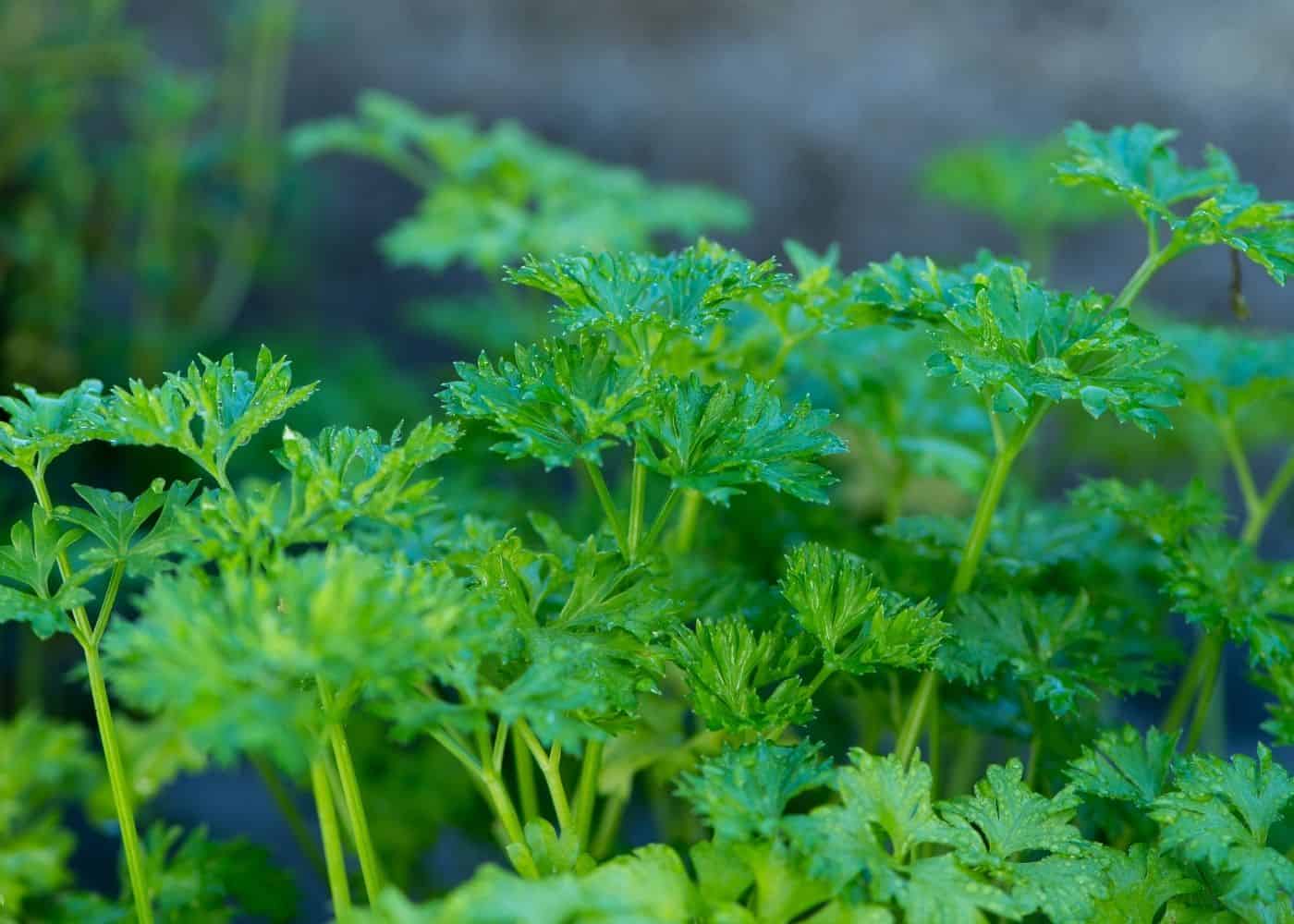 Parsley - companion plants for potatoes