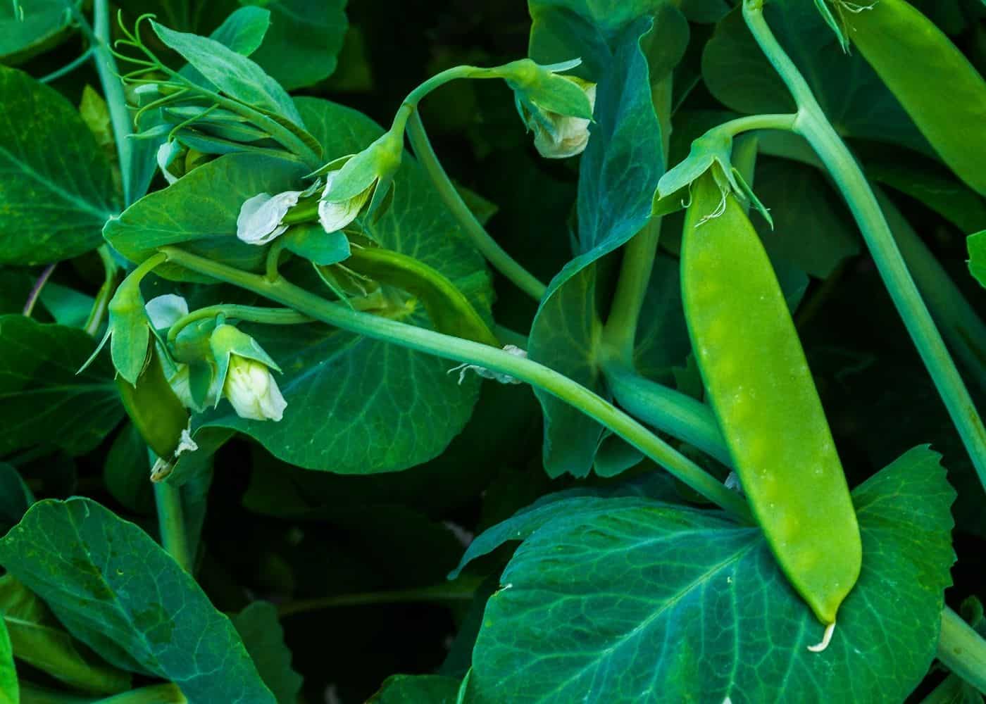 Peas - companion plants for potatoes