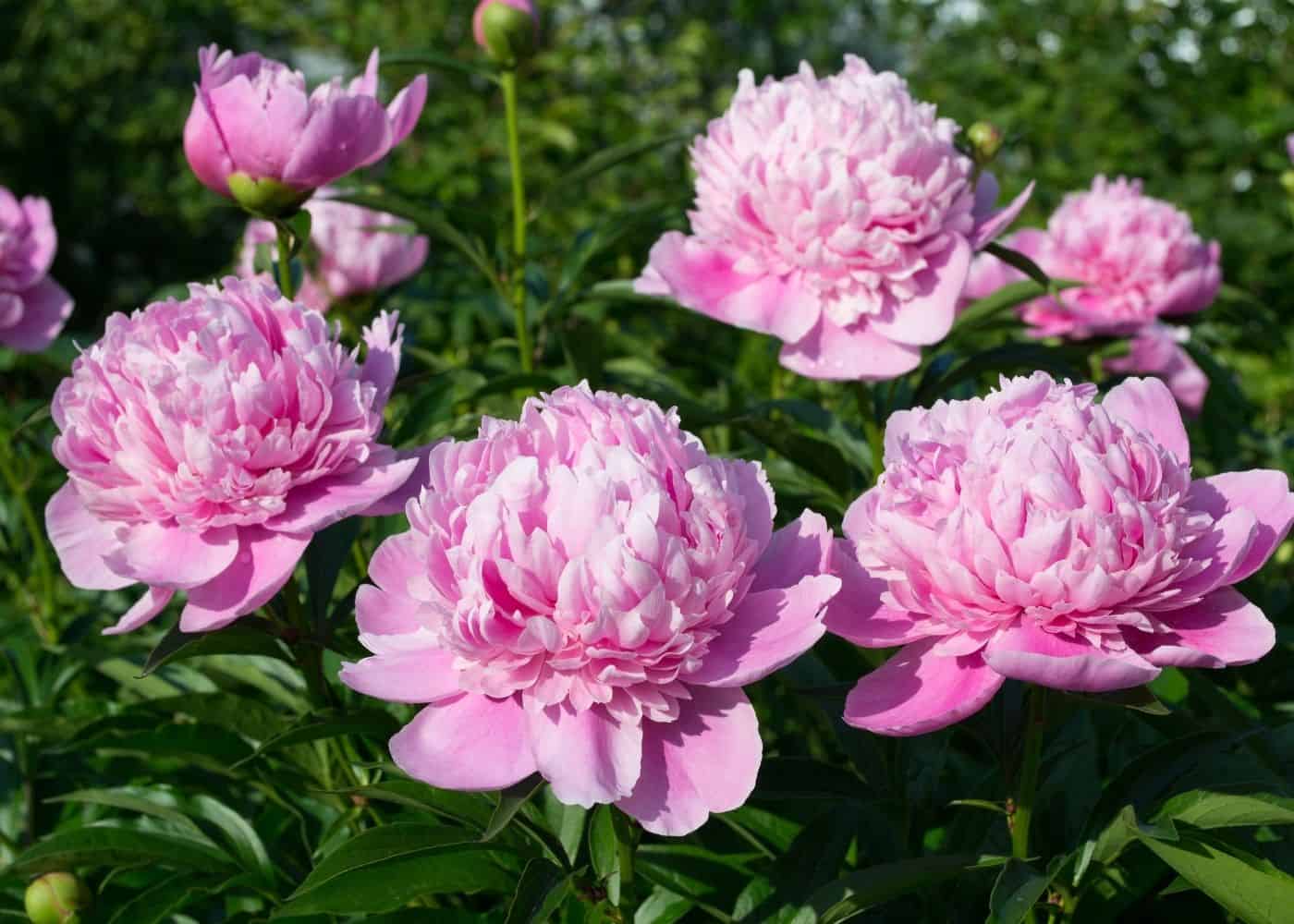 How To Winterize Peony Bushes A Peony Garden Guide To Planting, Growing, & Caring For Peonies | Home for  the Harvest