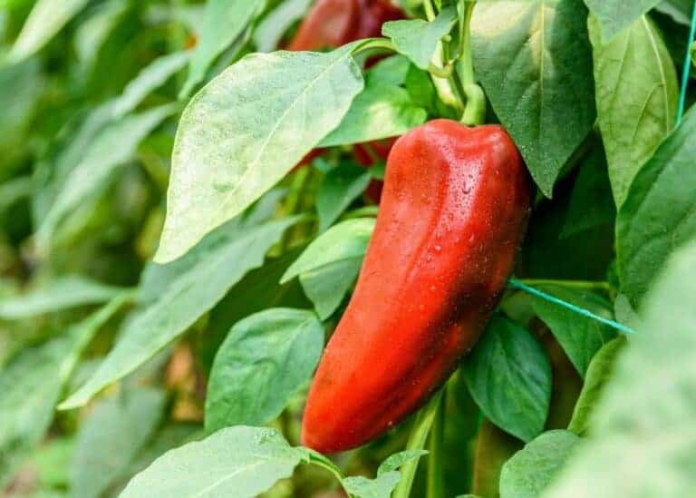 21 companion plants for tomatoes 🍅 🌼 Top choices for harmony in the garden