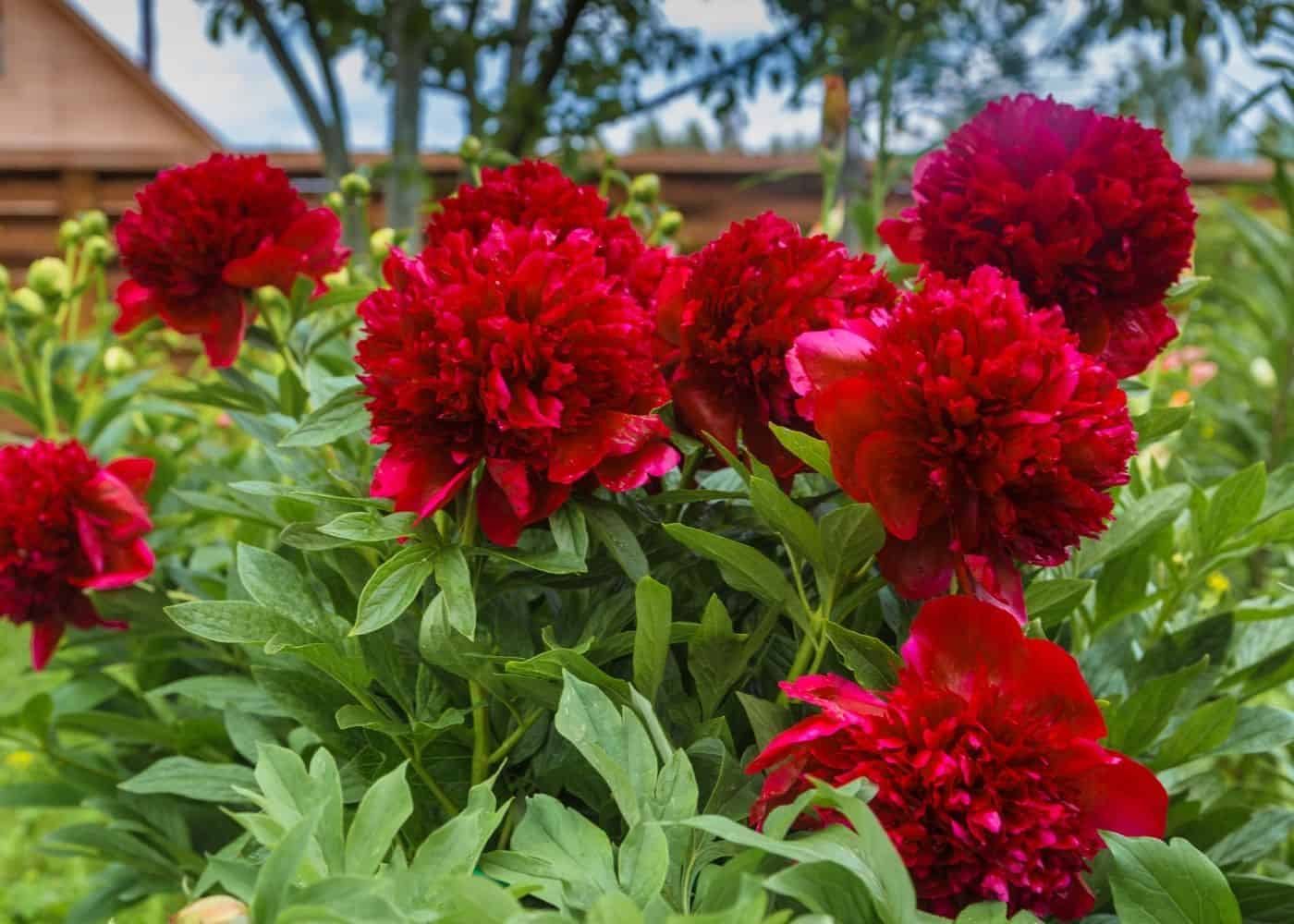 25 Red Peonies For A Vibrant Spring Floral Display | Home for the Harvest