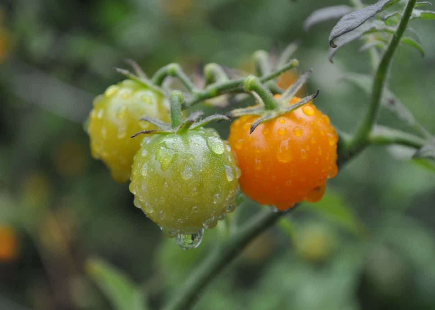Sun sugar tomatoes on the vine after rain