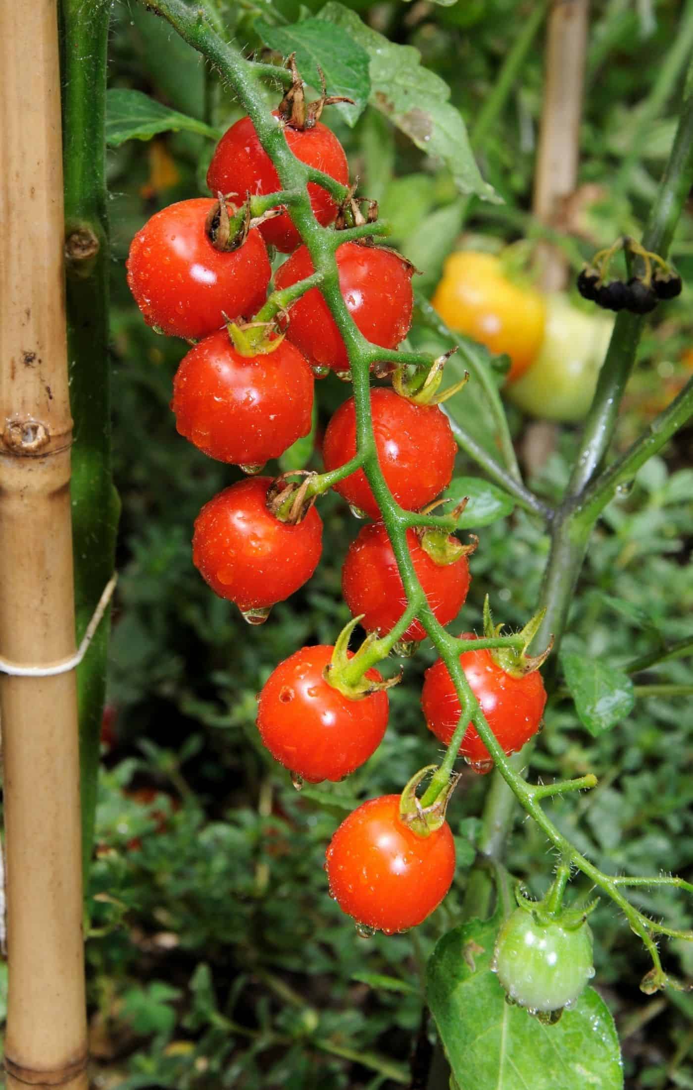Sweet million tomato plant