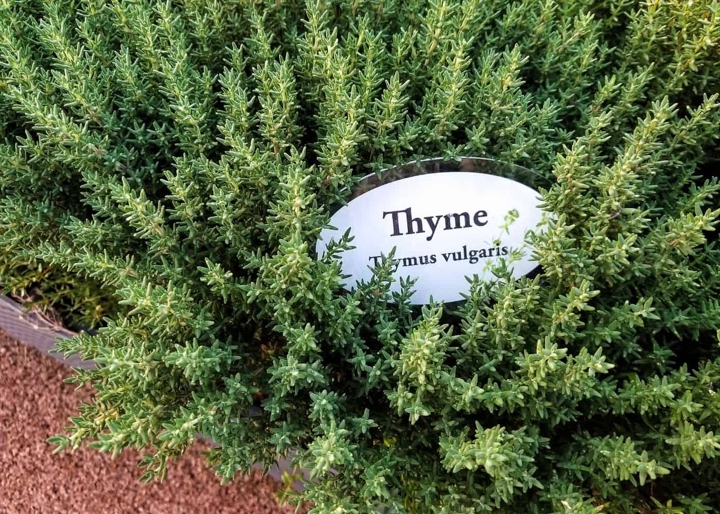 Thyme - კომპანიონი მცენარეები წიწაკისთვის