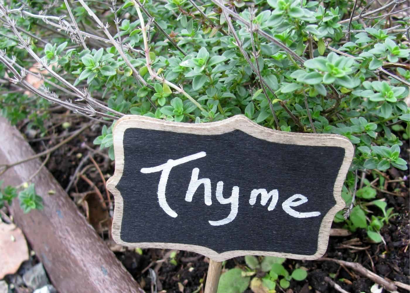 Thyme - companion plants for tomatoes