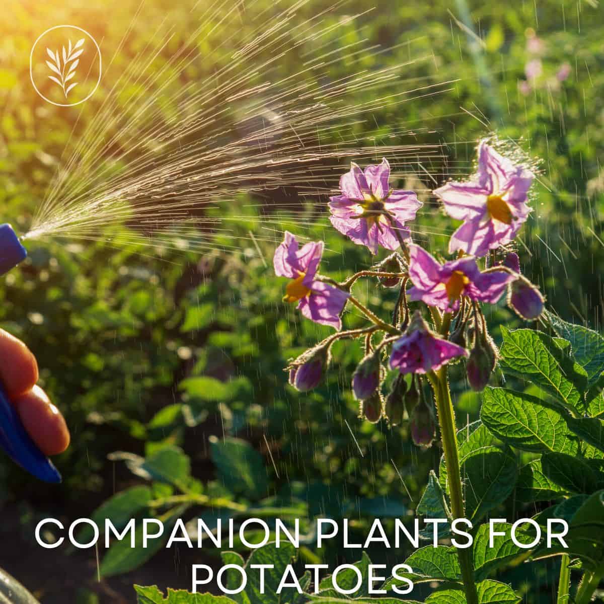 Companion plants for potatoes via @home4theharvest