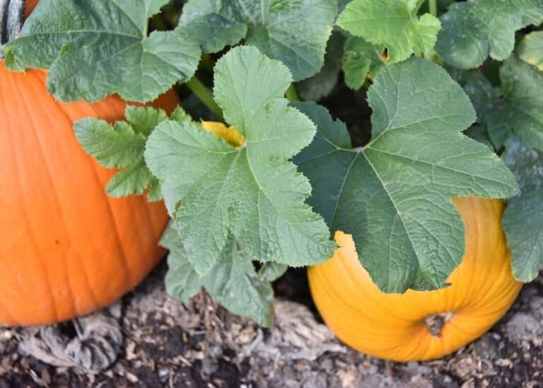 Companion plants for pumpkins