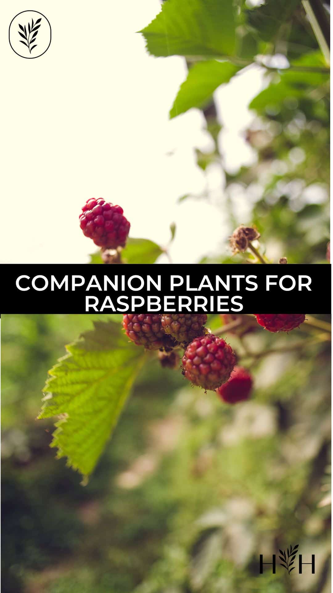 Companion plants for raspberries via @home4theharvest