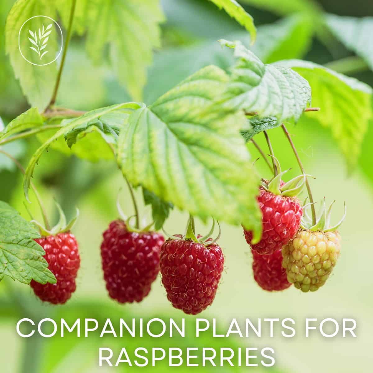 Companion plants for raspberries via @home4theharvest