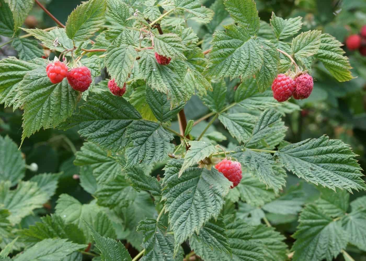 Companion plants for raspberries - avoid these crops