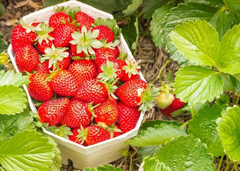 Companion plants for strawberries