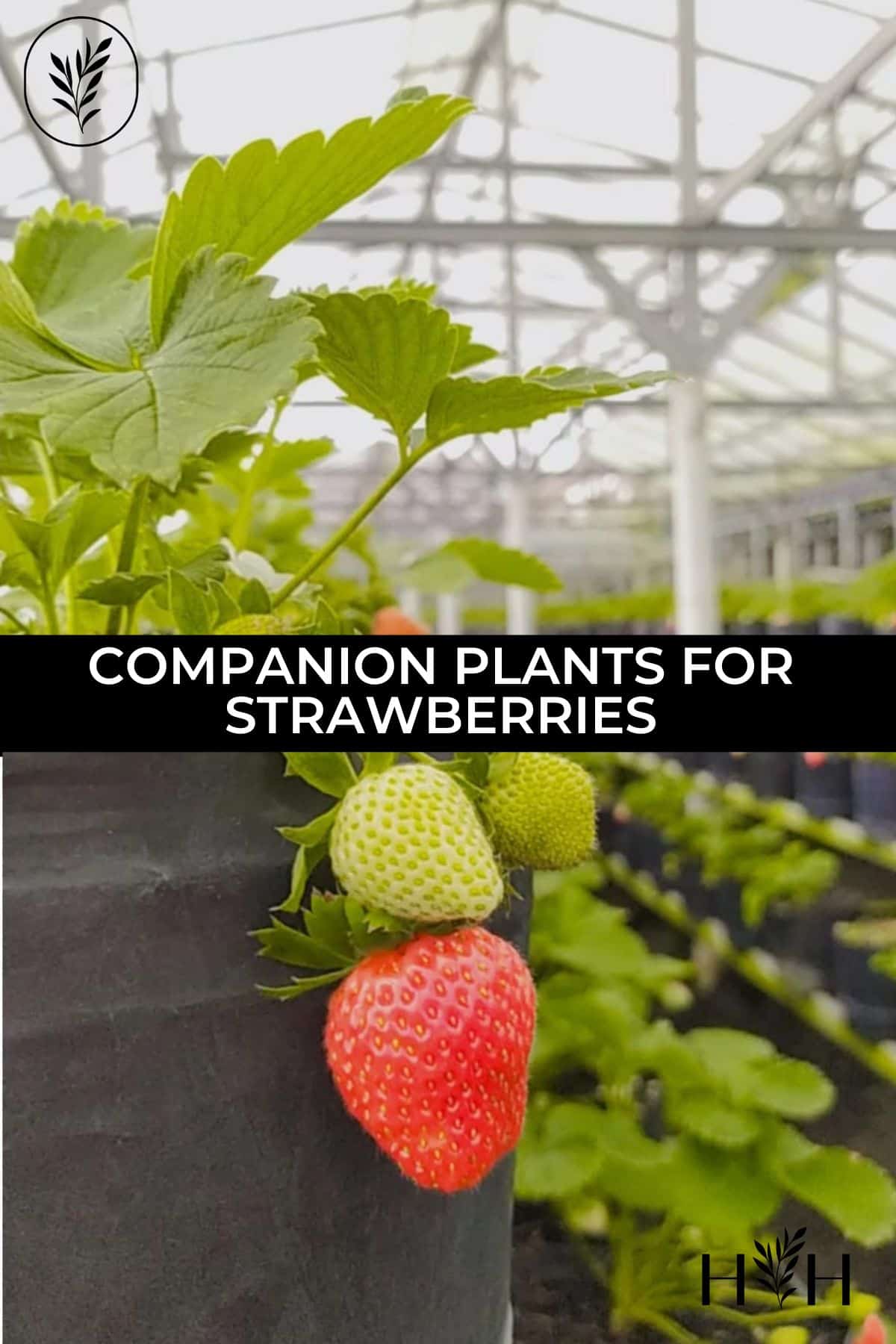 Companion plants for strawberries via @home4theharvest
