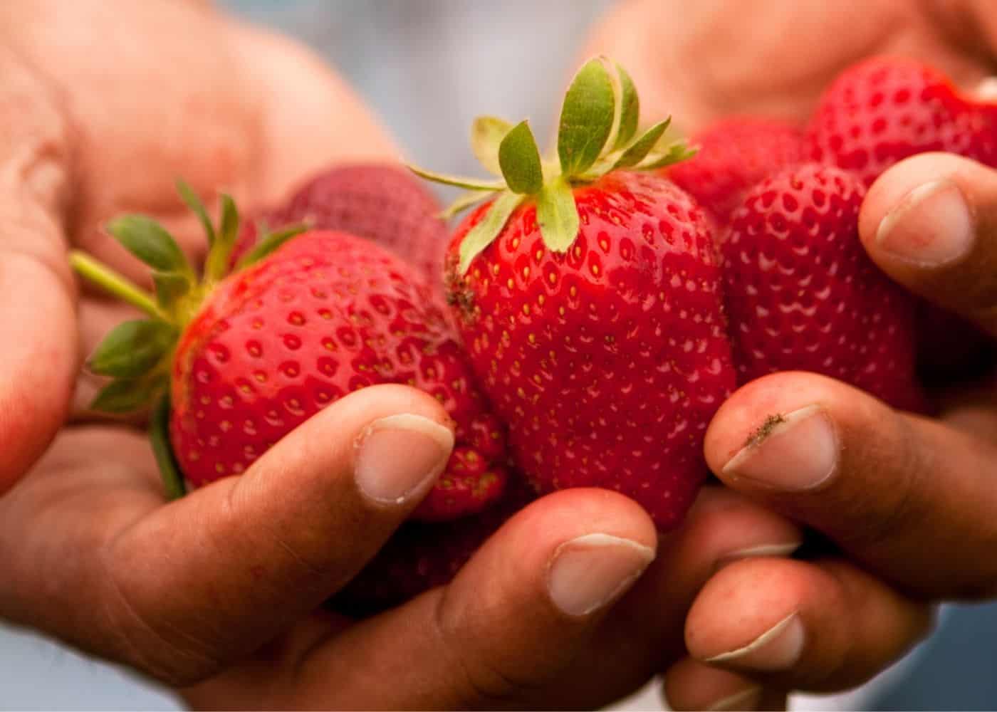 Companion plants for strawberries - what to avoid