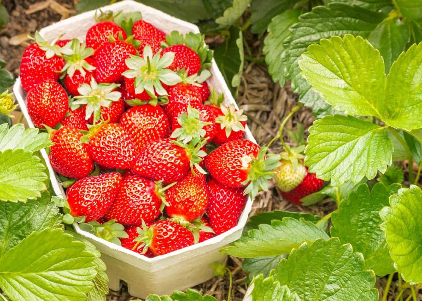 Companion plants for strawberries