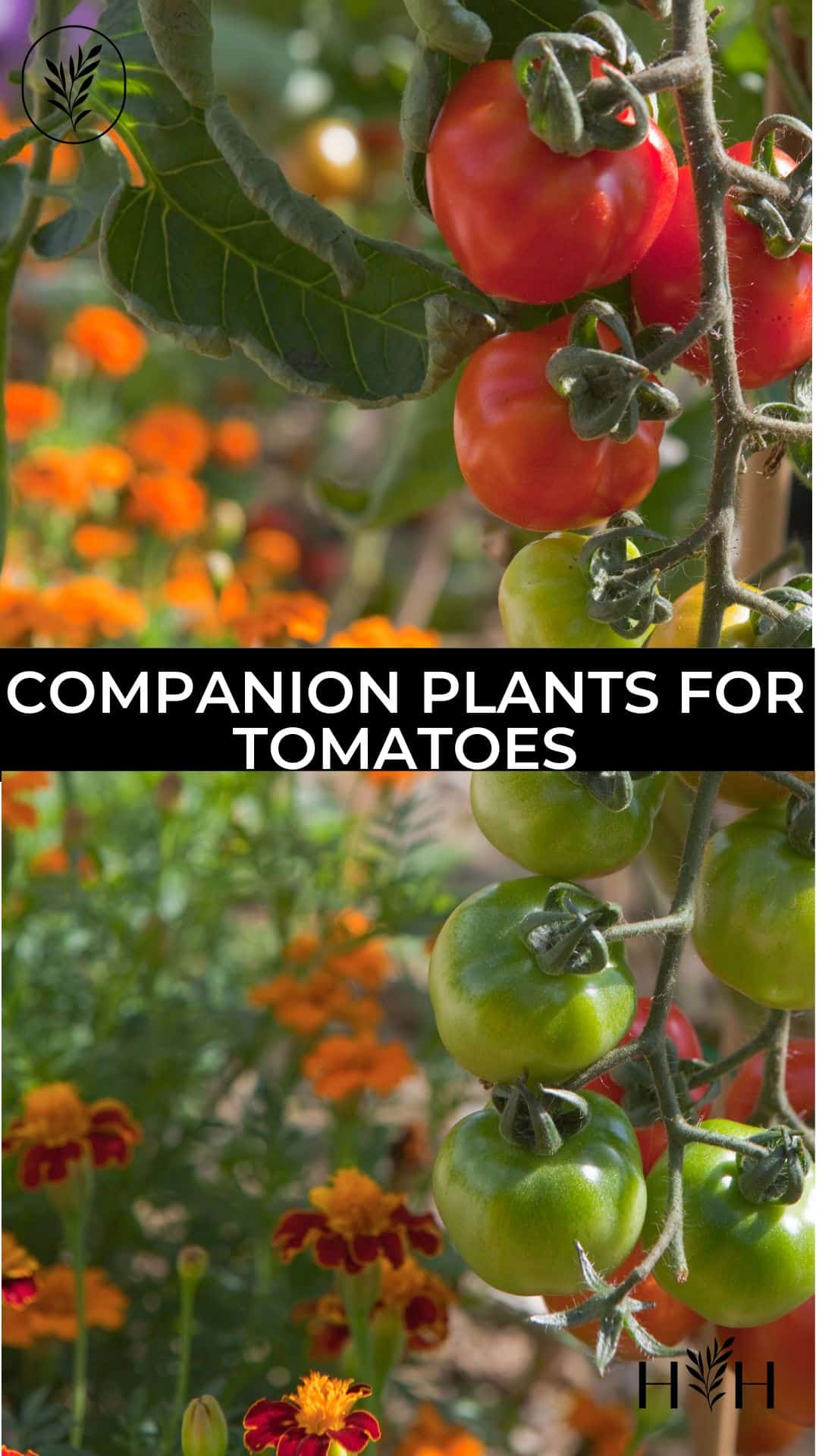 Companion plants for tomatoes via @home4theharvest