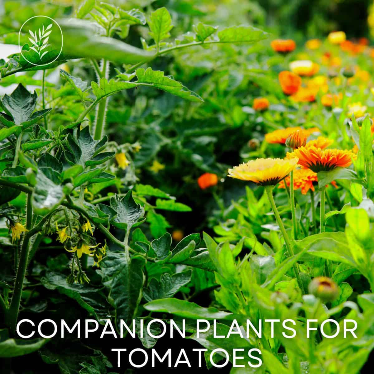 Companion plants for tomatoes via @home4theharvest