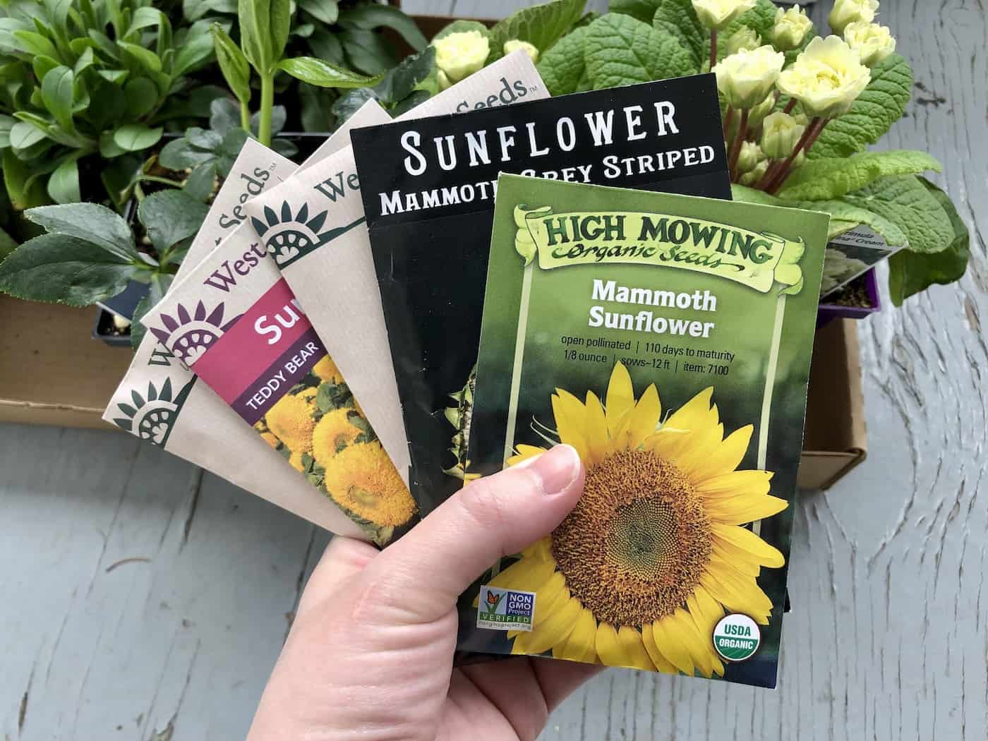 How to plant sunflower seeds   Home for the Harvest