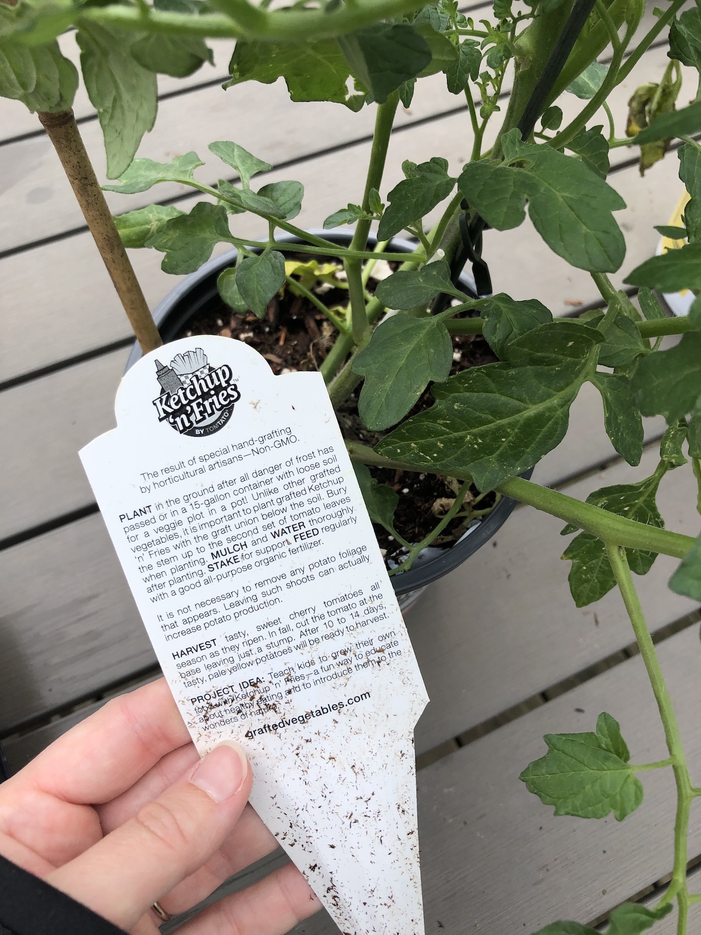 Instructions for planting pomato