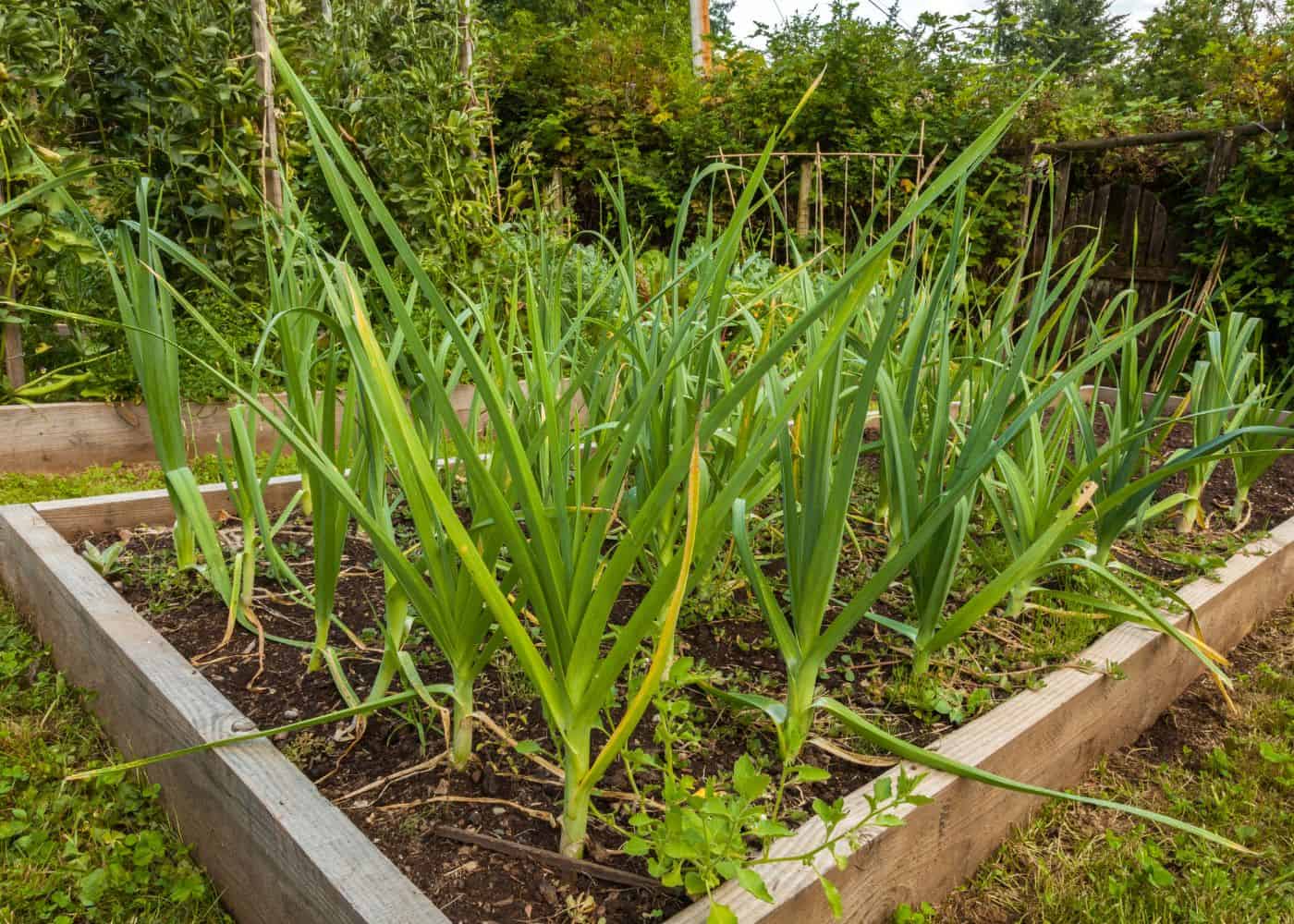 Onion plants in the garden