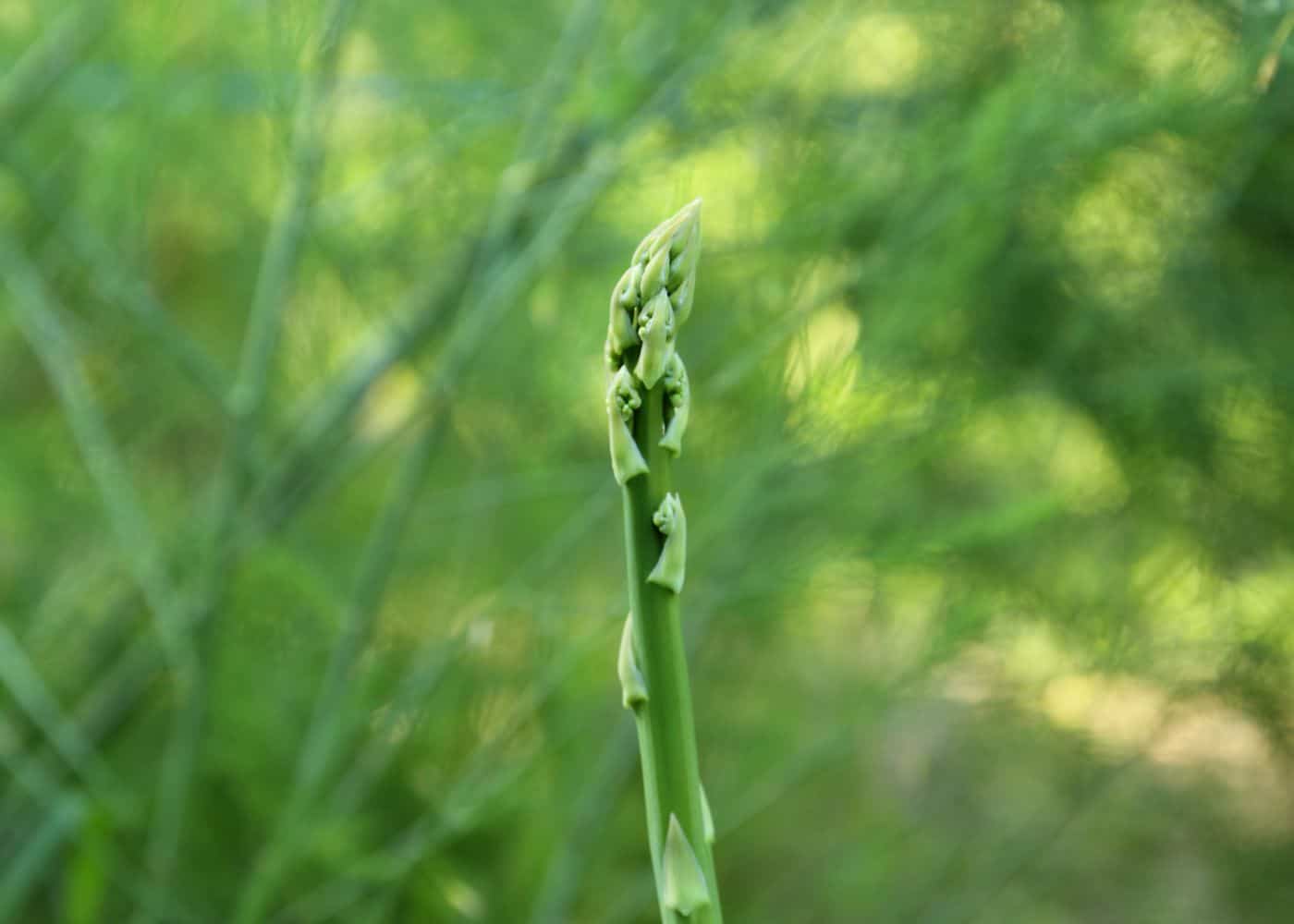 Spear of asparagus