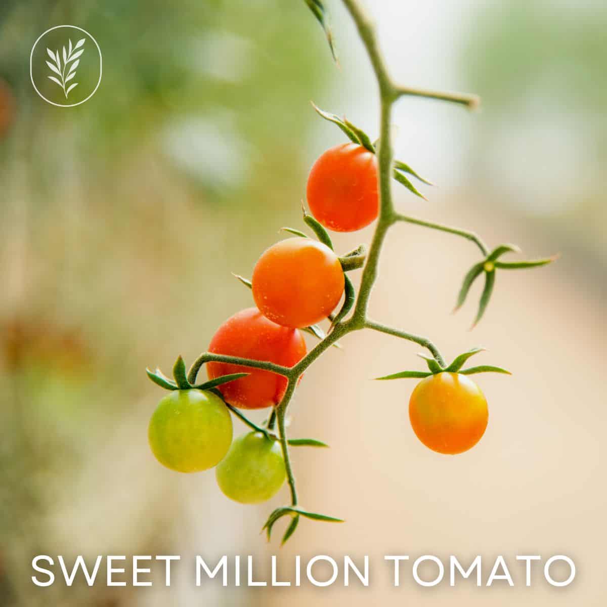 Sweet million tomato via @home4theharvest