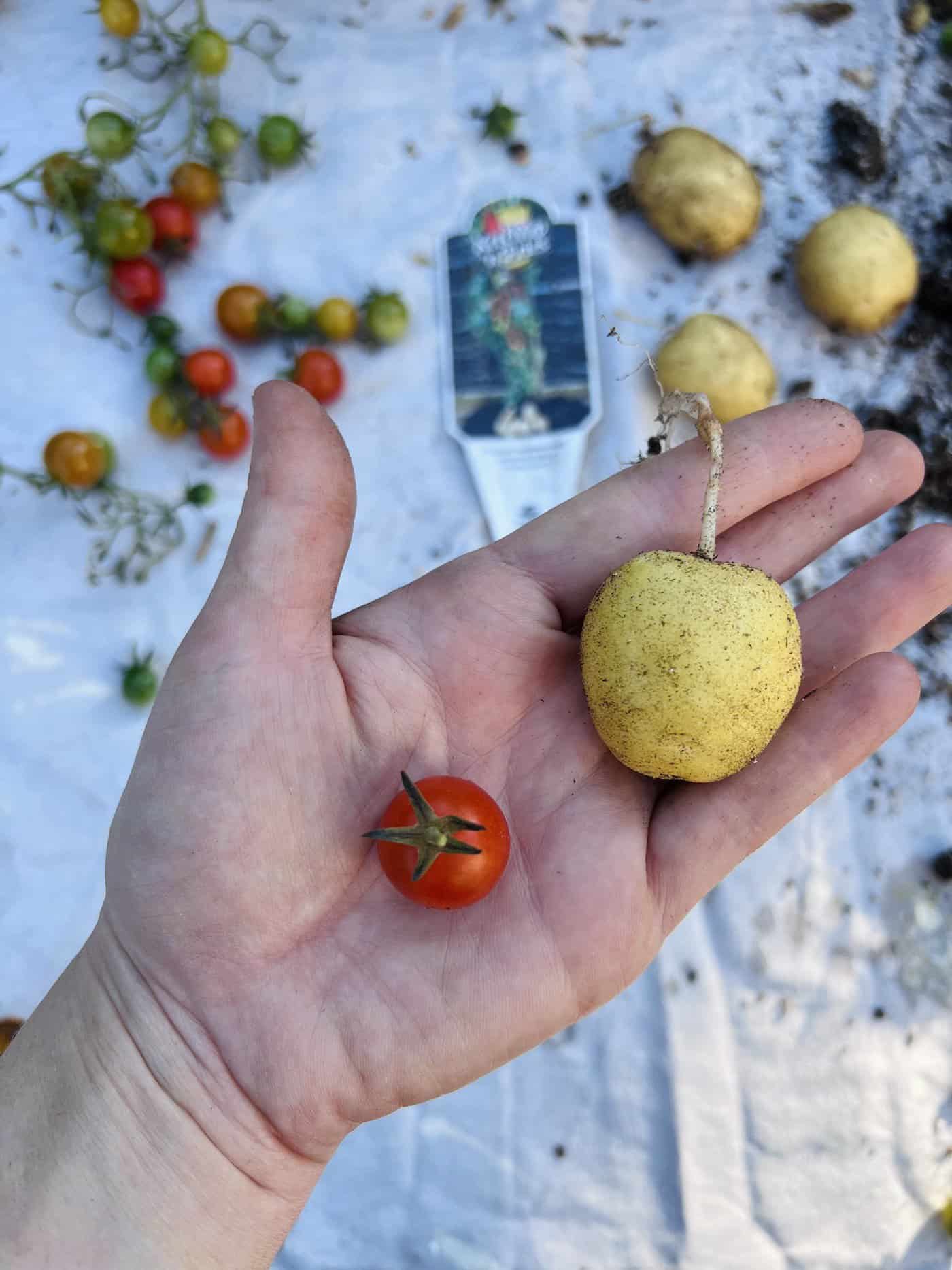 Tomato and potato from pomato plant - held in hand