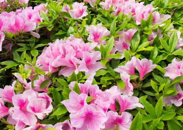 23+ companion plants for hostas ???? ???? Perfect pairings for your ...