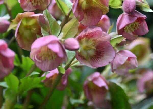 23+ companion plants for hostas ???? ???? Perfect pairings for your ...