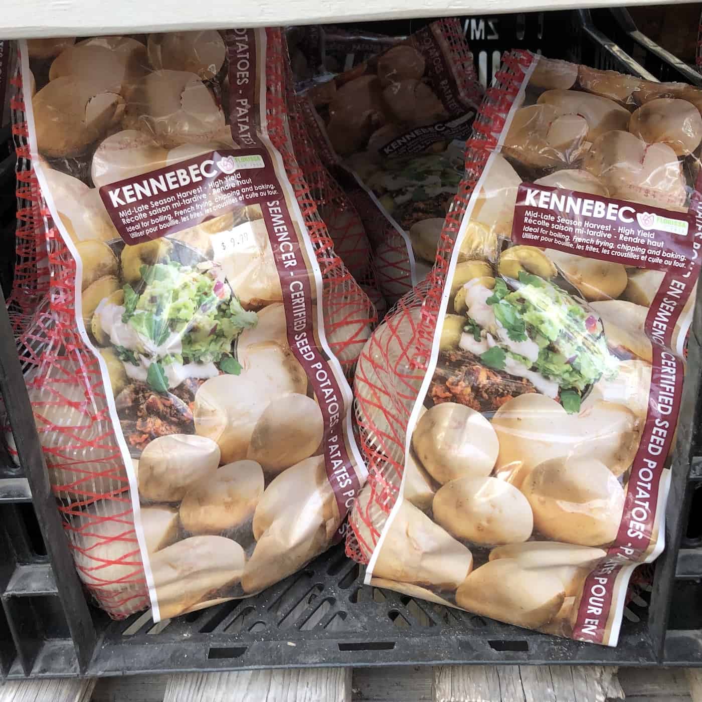 Bags of kennebec seed potatoes