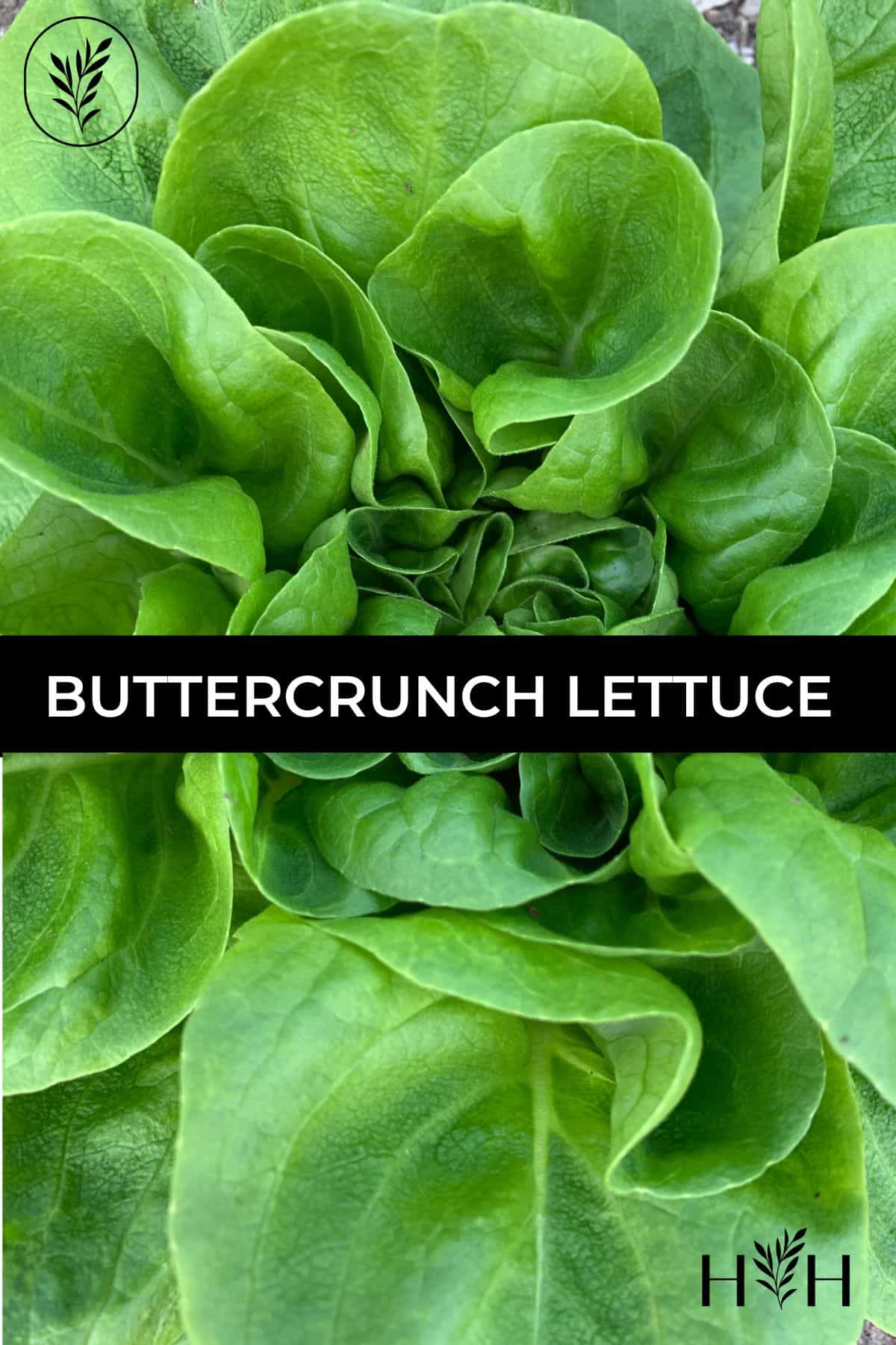 Buttercrunch lettuce via @home4theharvest