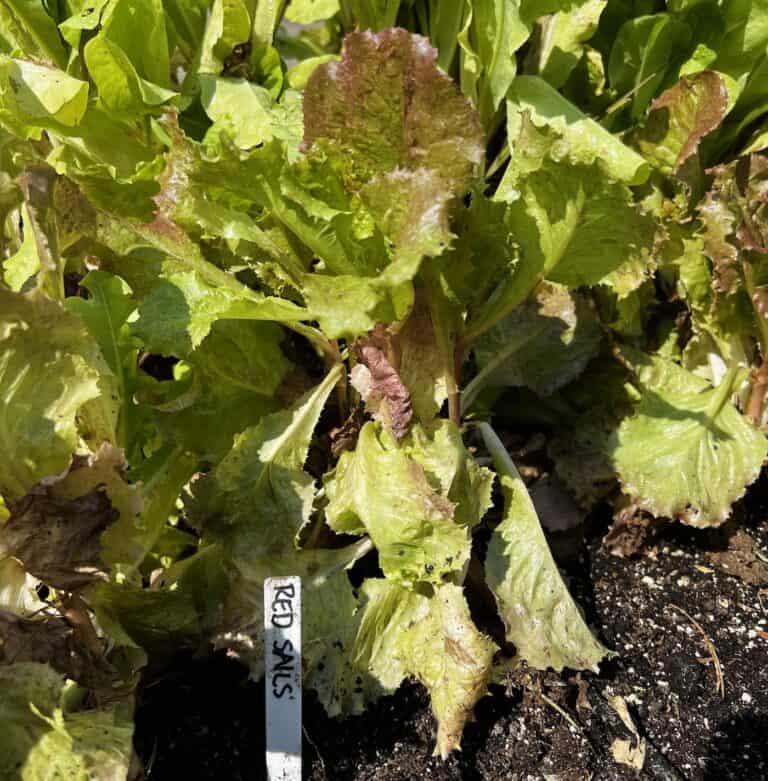 Growing red sails lettuce in the garden