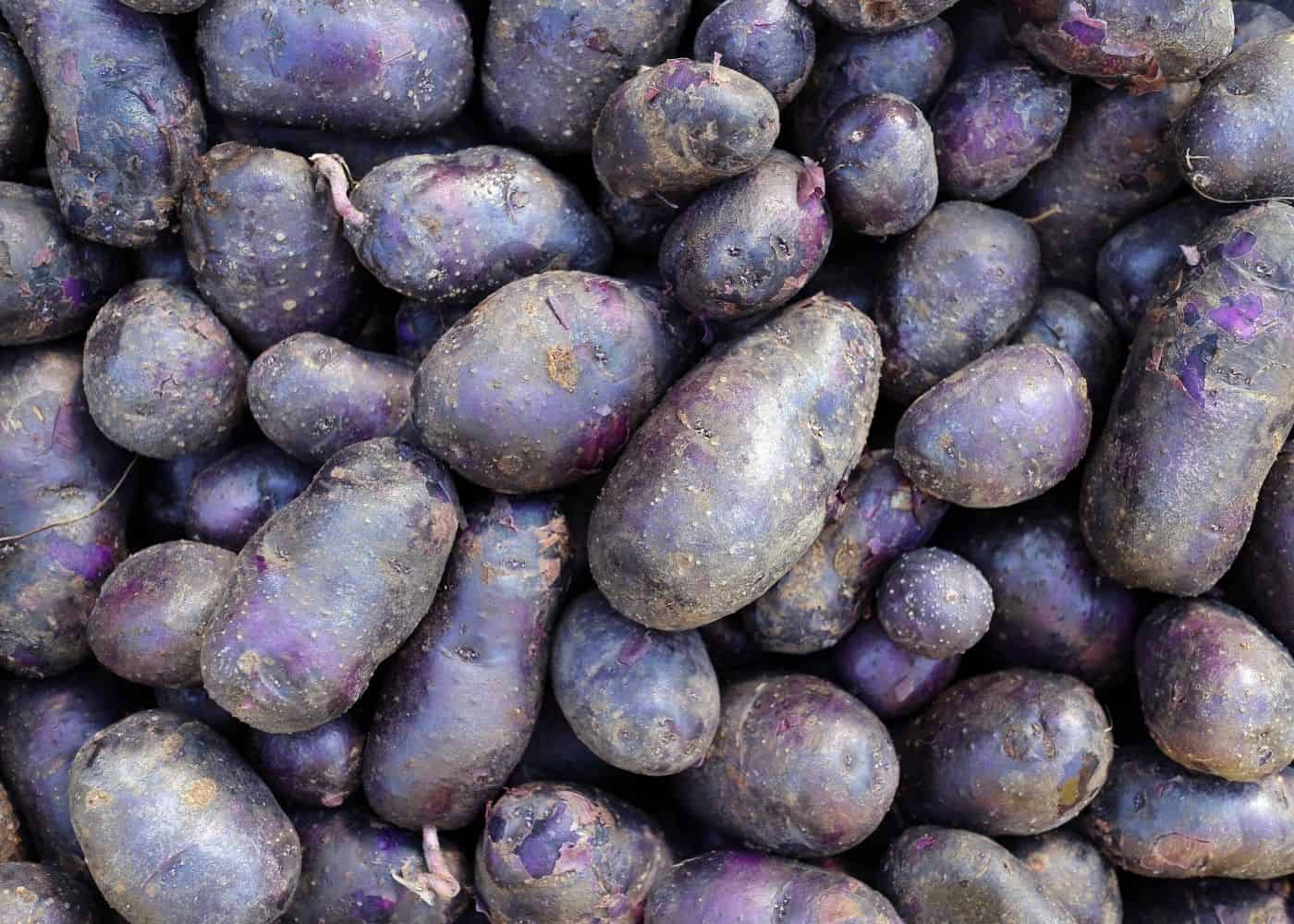 Purple majesty potatoes