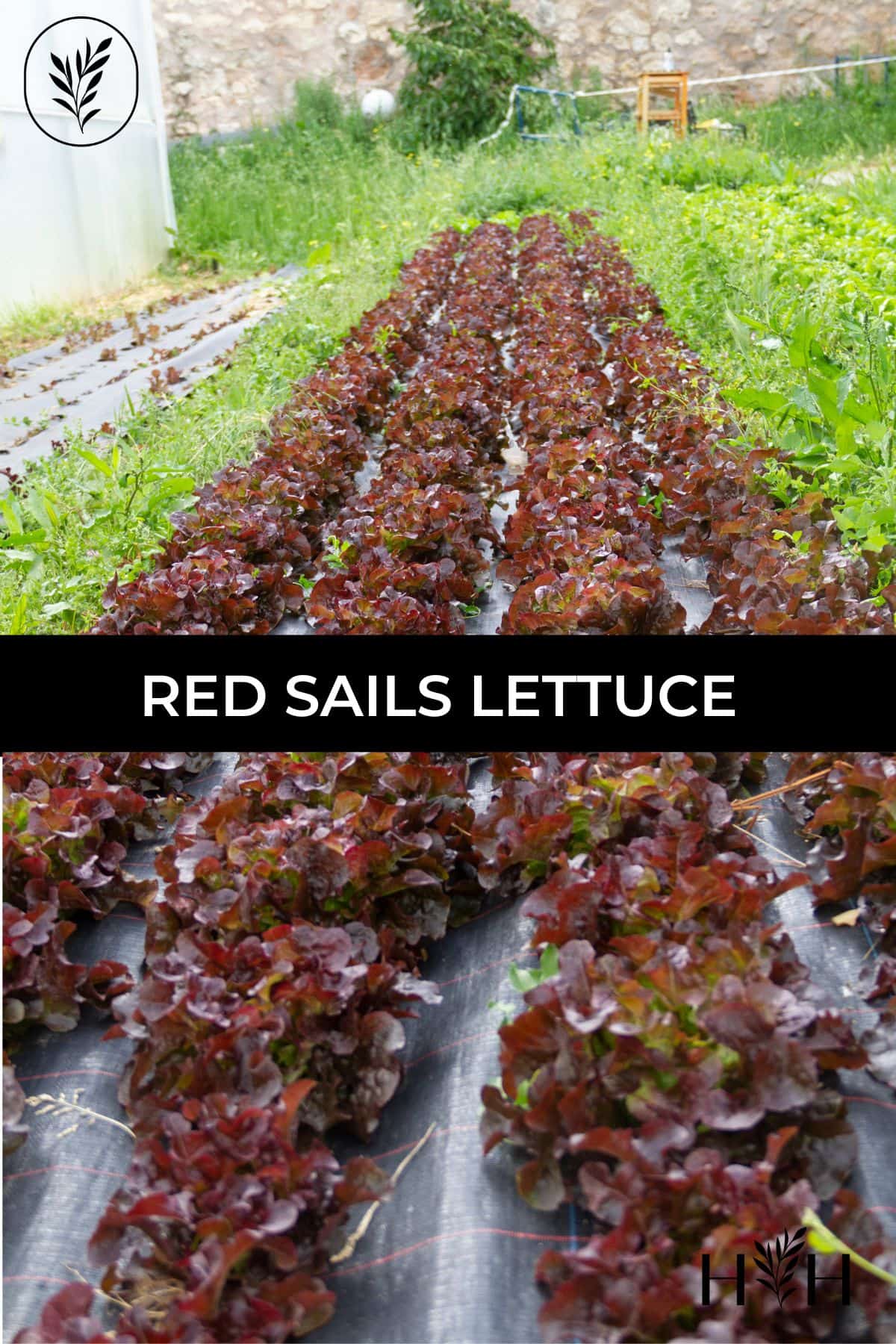Red sails lettuce via @home4theharvest