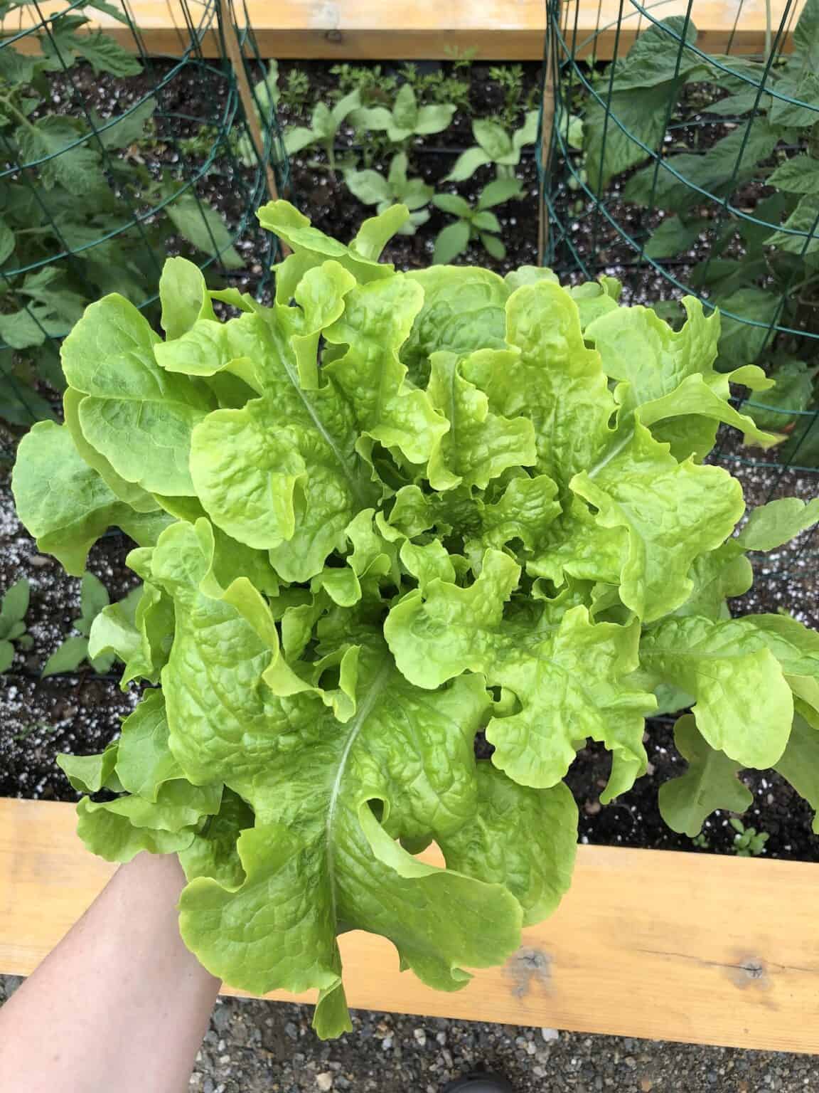 Salad Bowl lettuce 🥗 🌱 A delightful addition to any garden