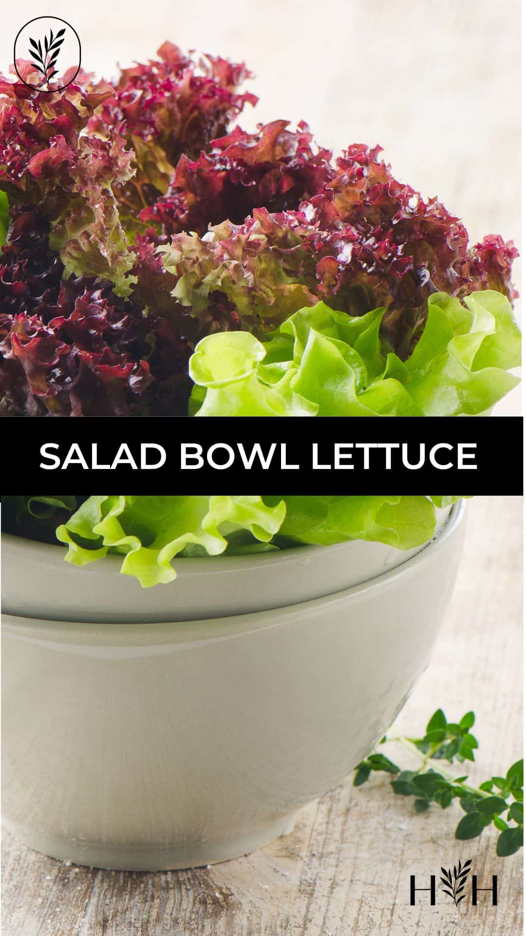 Salad bowl lettuce via @home4theharvest