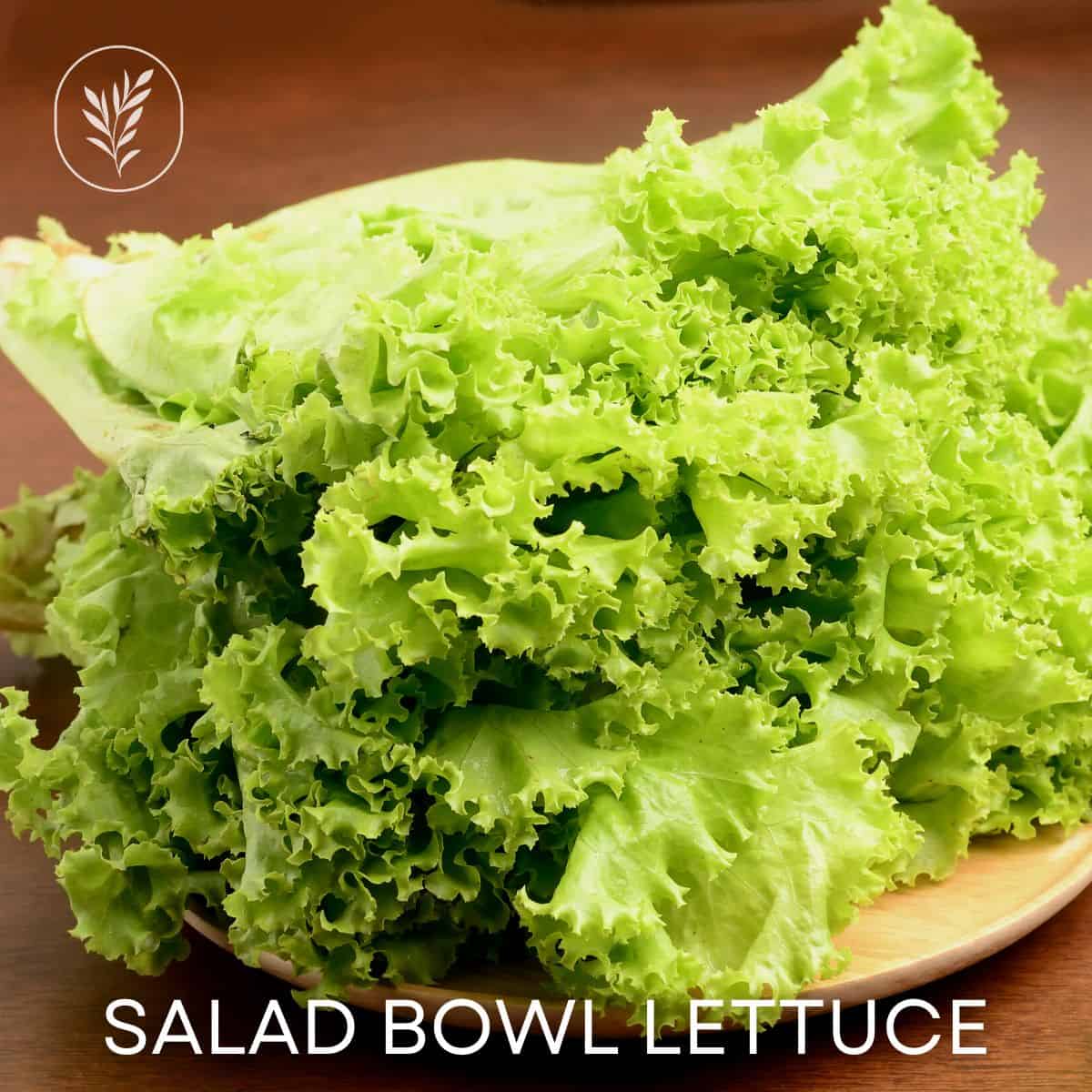 Salad bowl lettuce via @home4theharvest