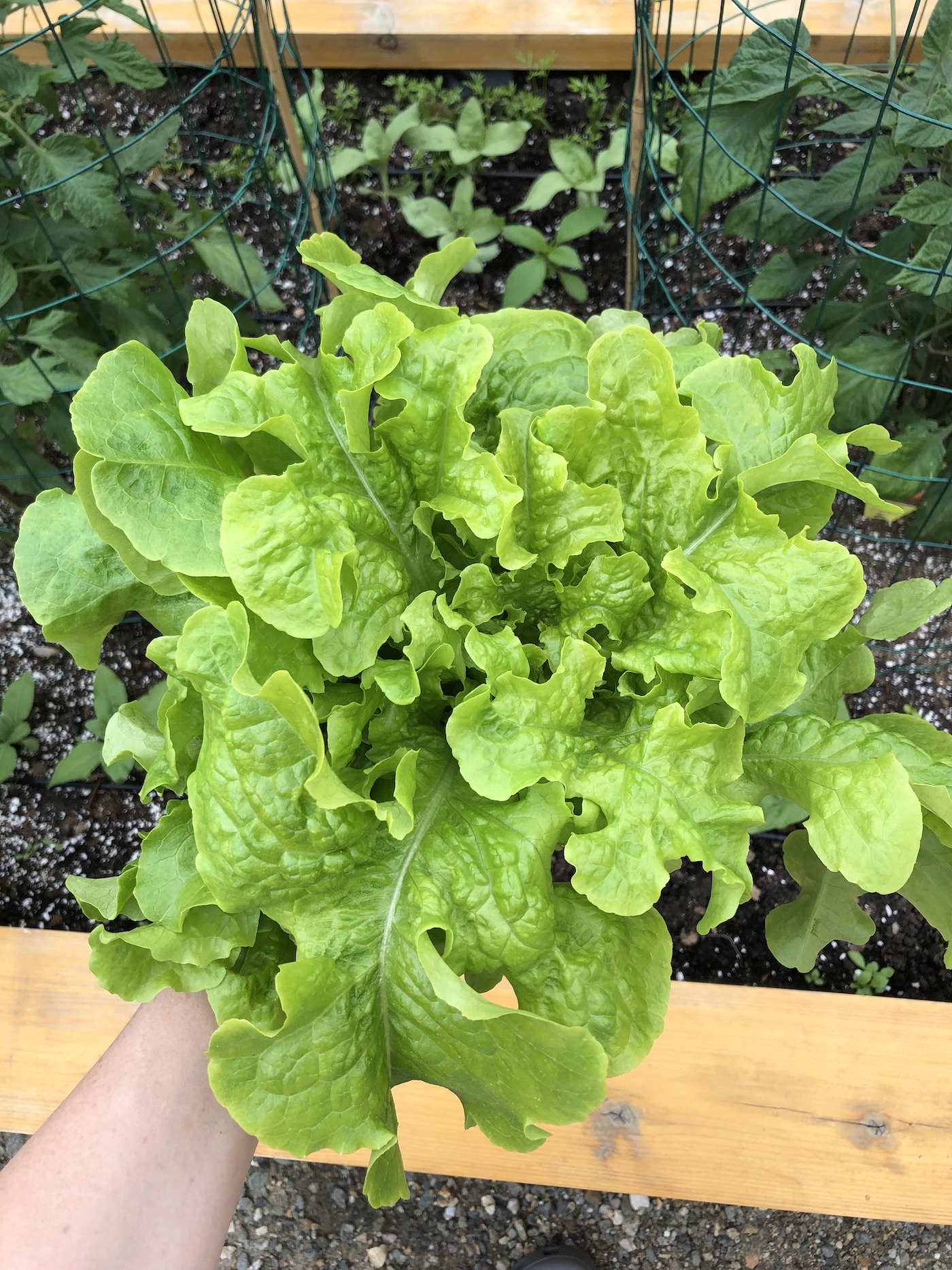 Salad bowl lettuce