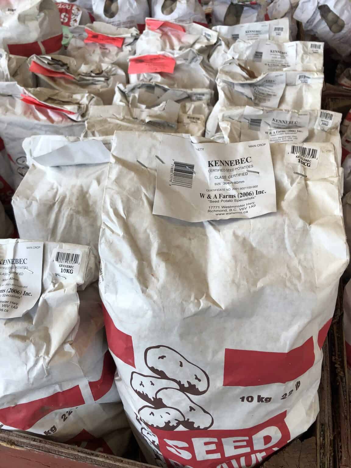 Kennebec potatoes 🥔 🌱 Unearthing the versatility of this classic spud