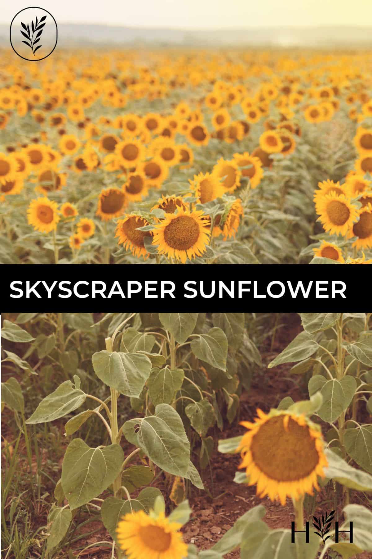 Skyscraper sunflower via @home4theharvest