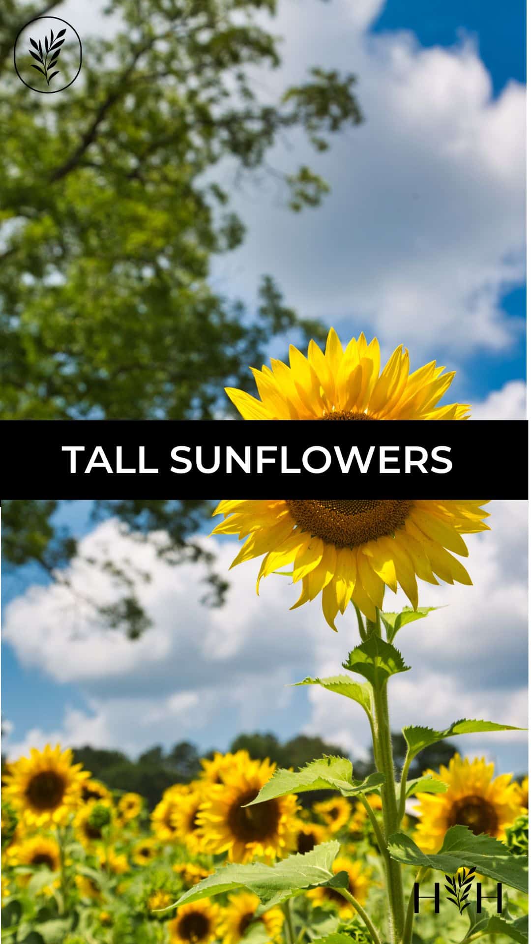 Tall sunflowers via @home4theharvest