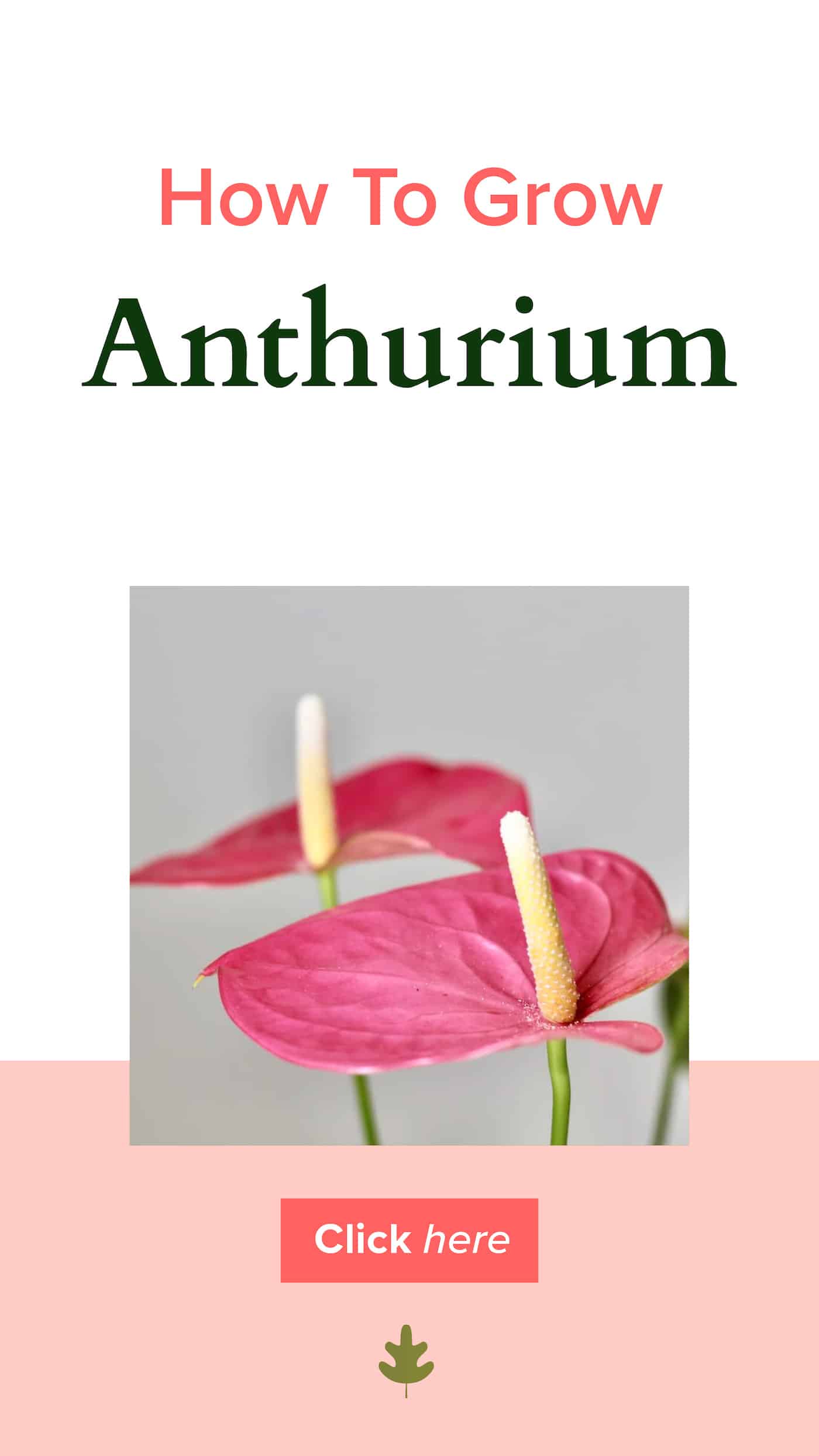 Anthurium via @home4theharvest