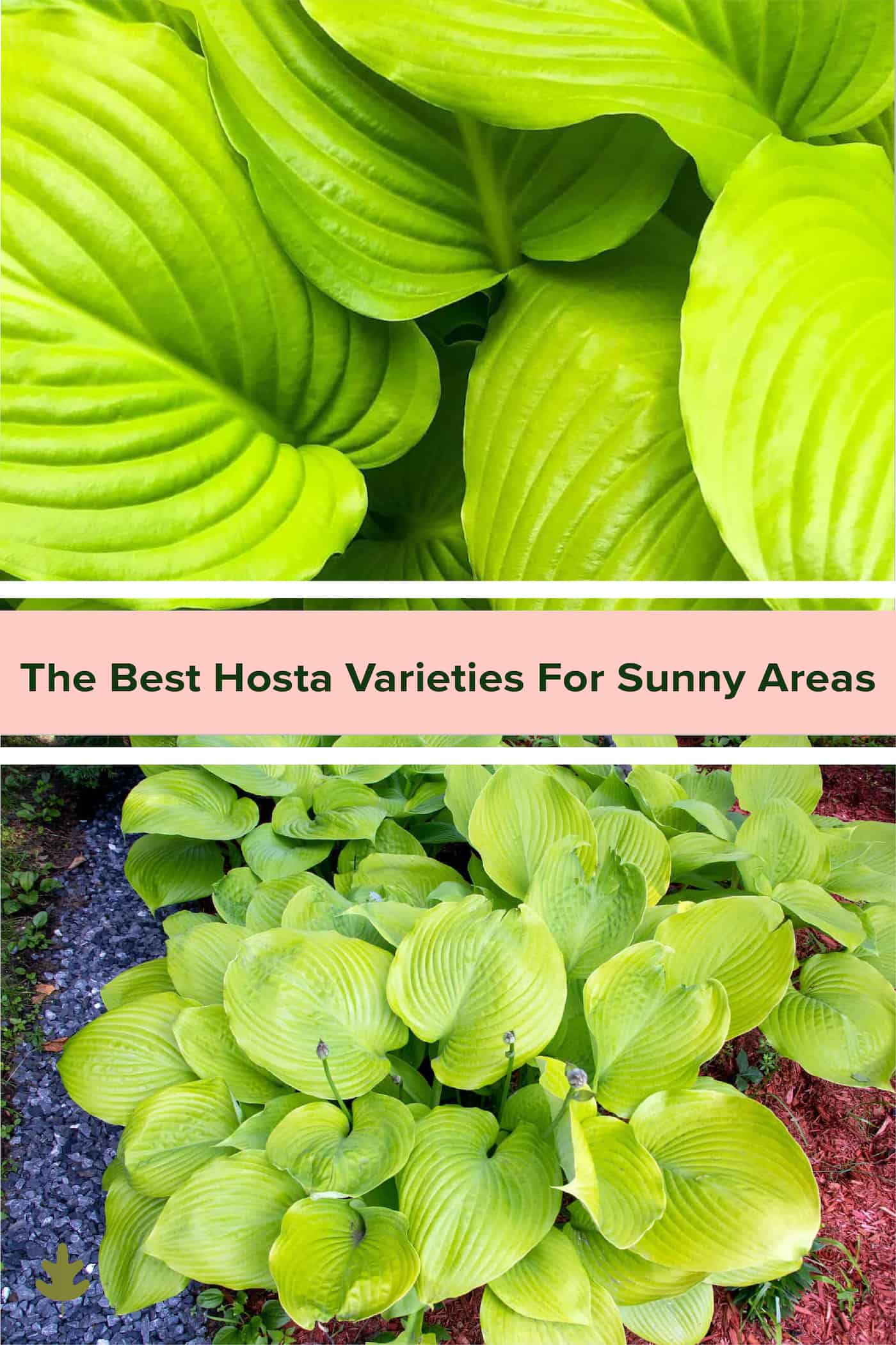 Best hostas for sunny areas via @home4theharvest