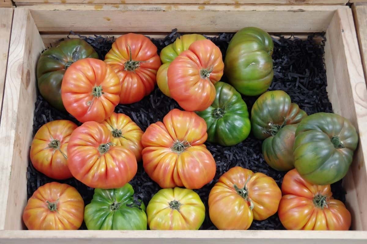 Best tasting tomato varieties