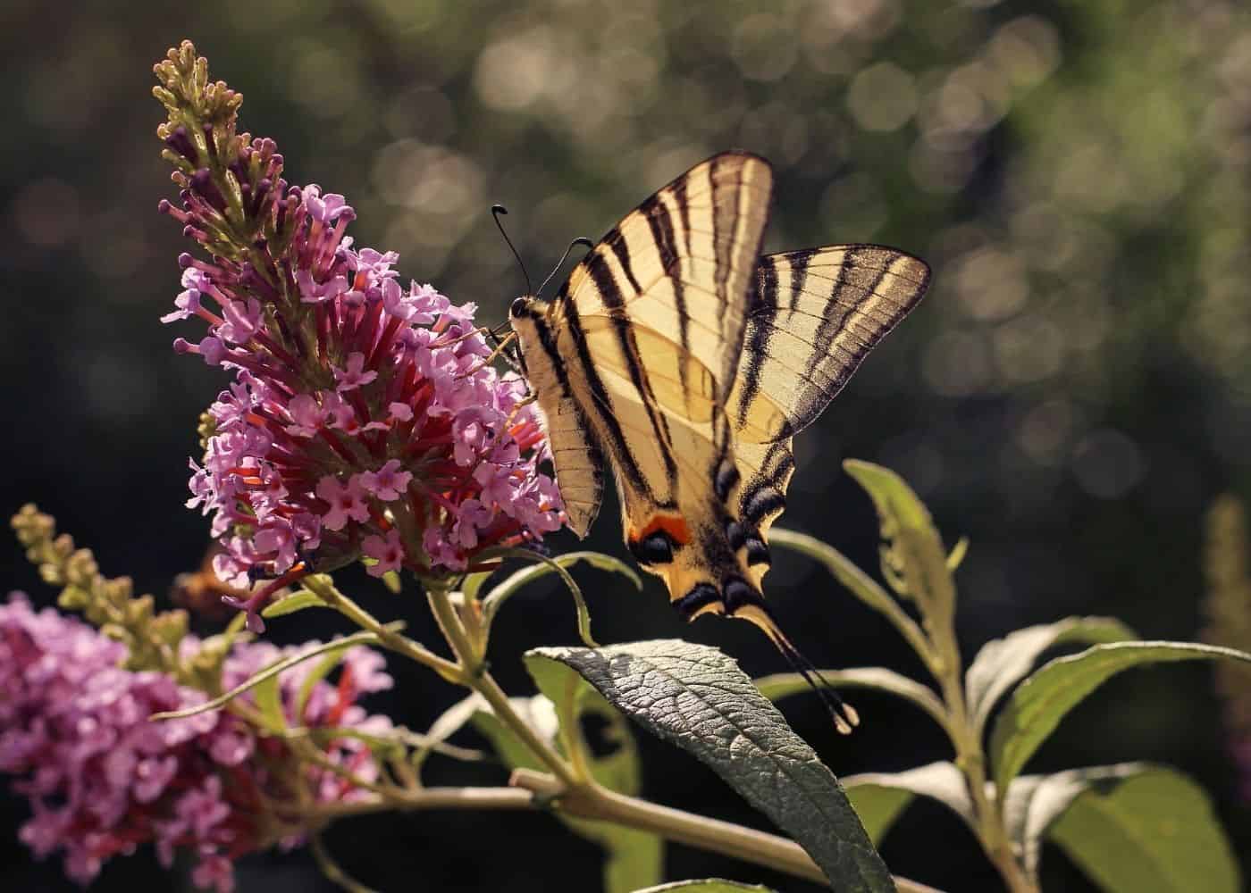 Butterfly bush with butterfly feeding